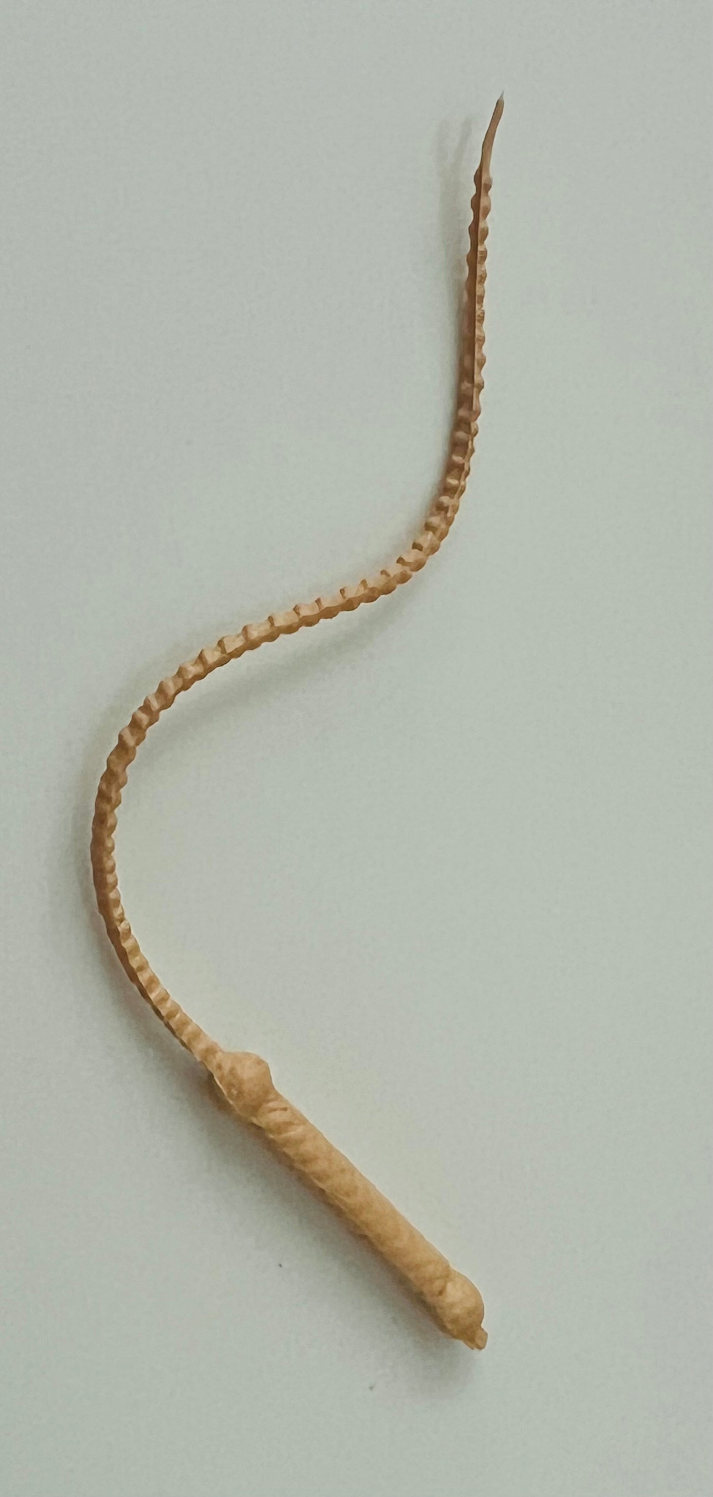 Marx Vintage Riding Whip Crop (1) accessory for Jane West Best of the West sets!
